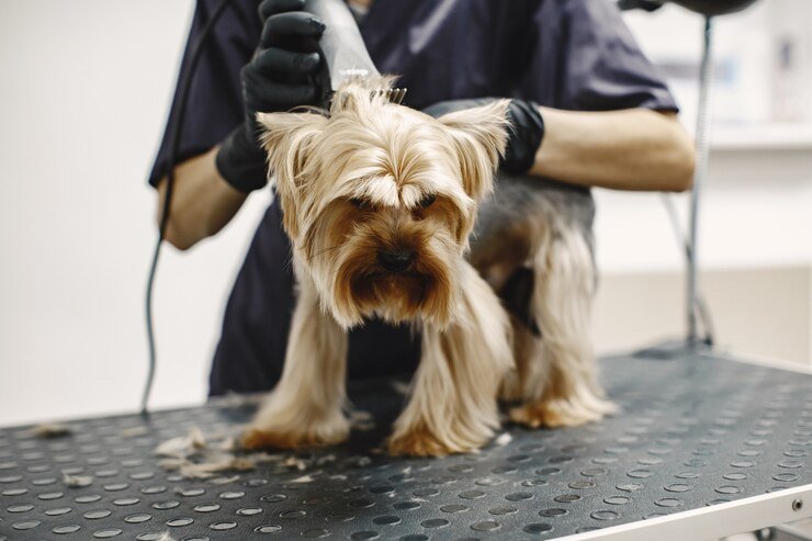 dog grooming shears for beginners