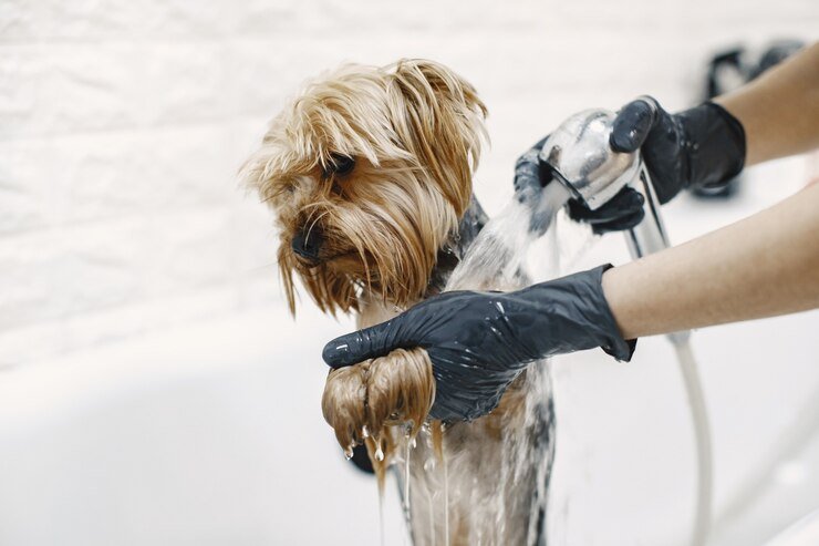 Wet Dog Hair Grooming