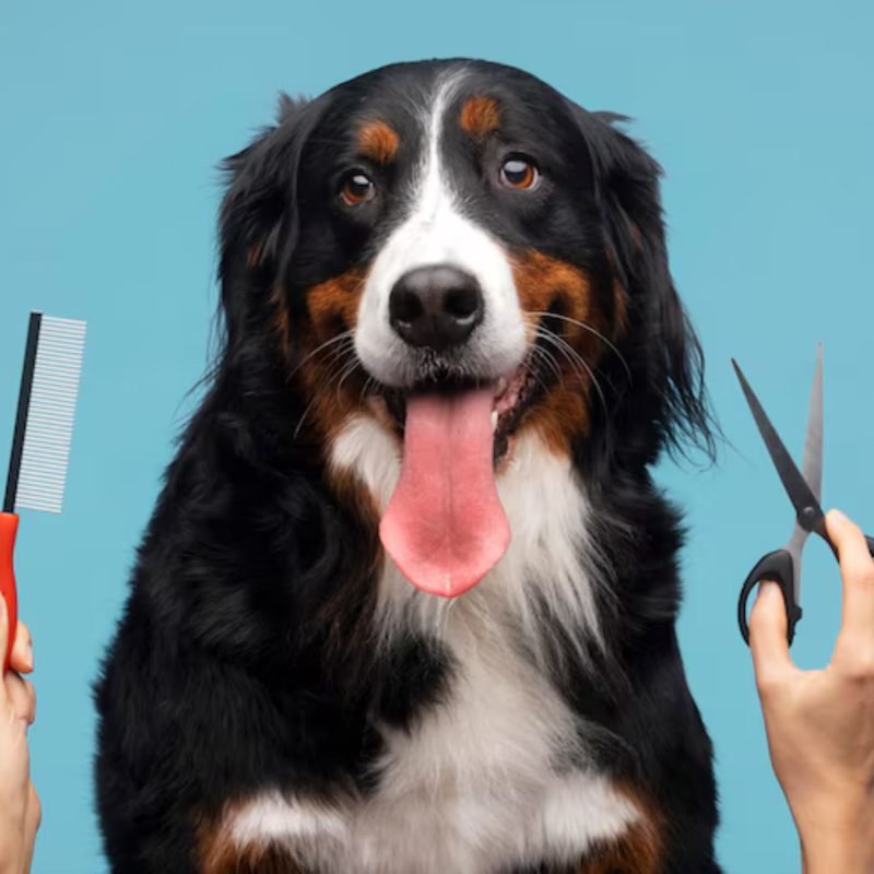 dog grooming shears