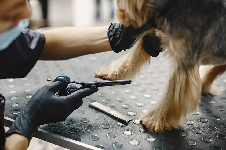 dog grooming shears care